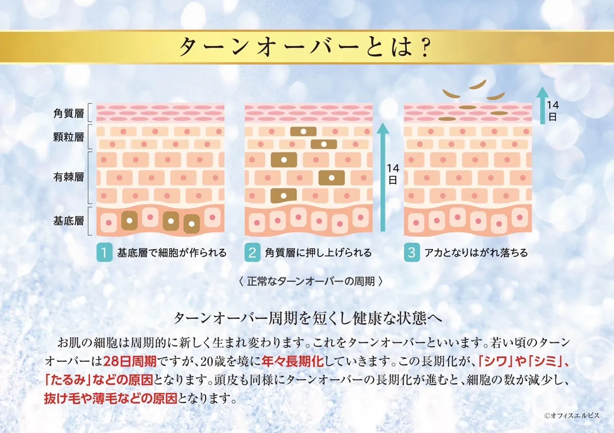 ターンオーバーとは？